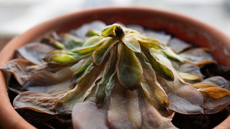 dying succulent in a pot