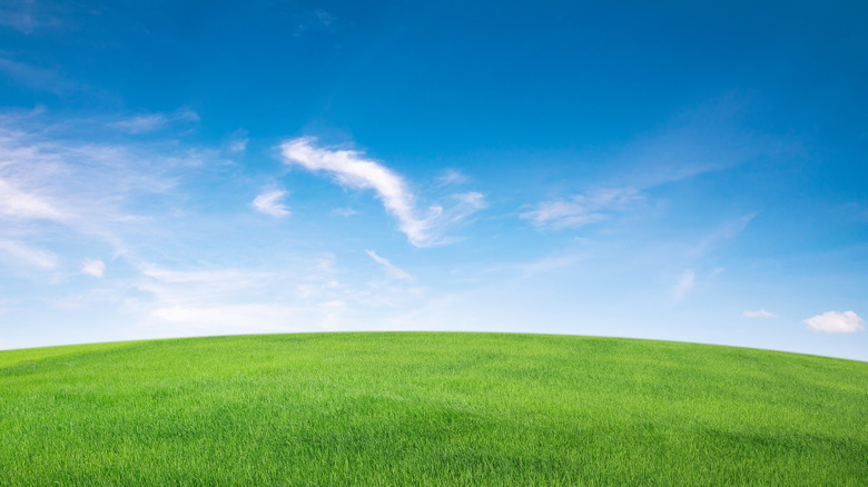 blue skies over green grass