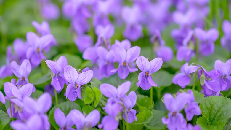 wild violets in bloom