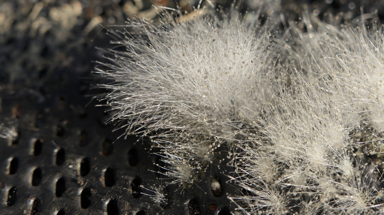 Mold Growing on Bird Feeder Surface