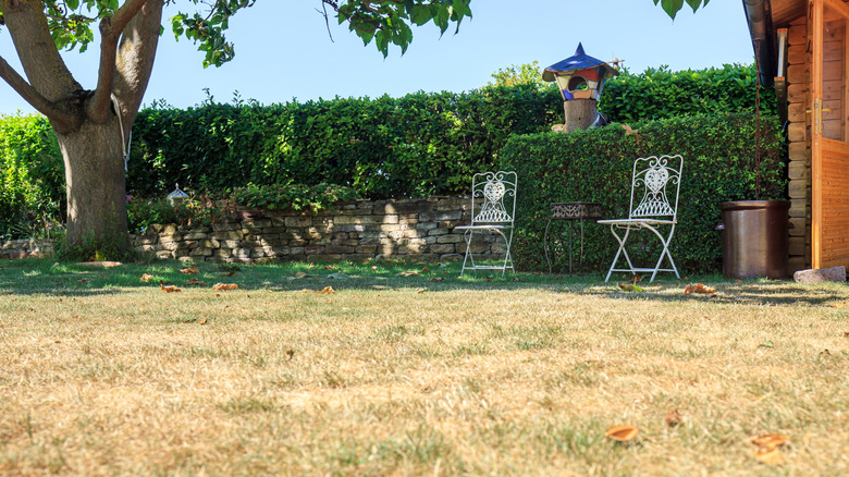 Dry and dead lawn