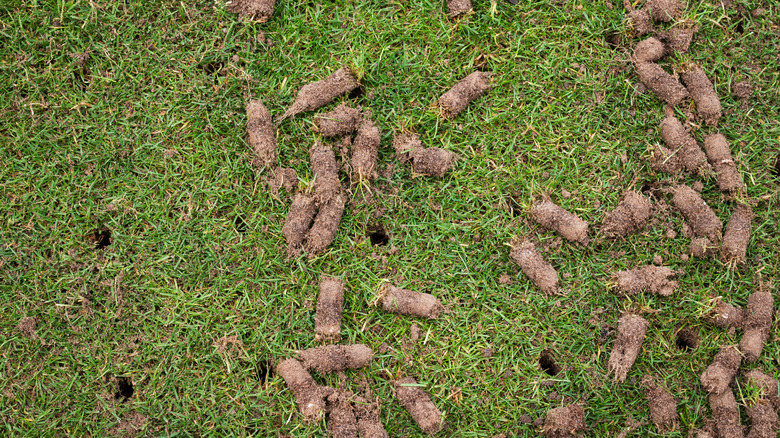 Soil rolls on the lawn after aeration with empty pins