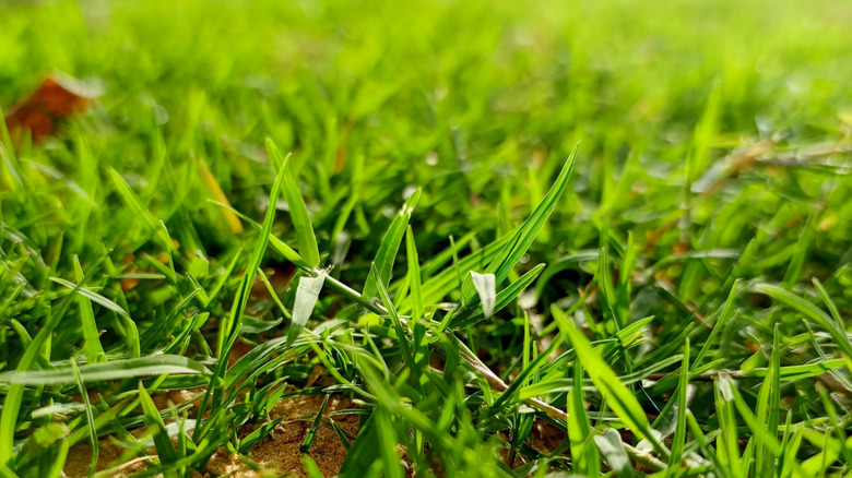 Close up of Saint Augustine Grass