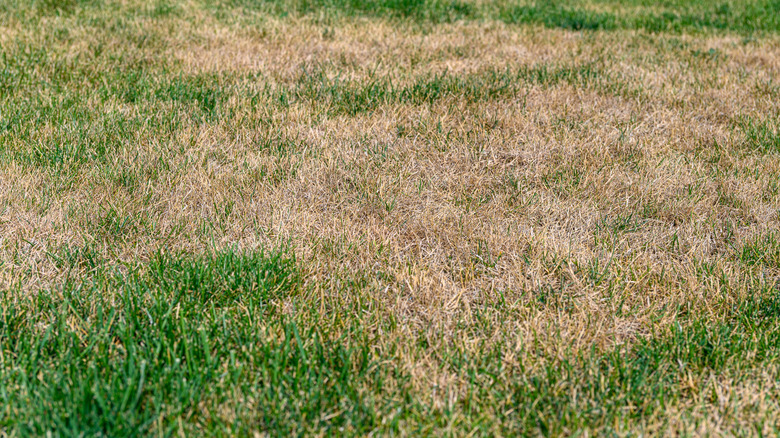 grass with brown patches