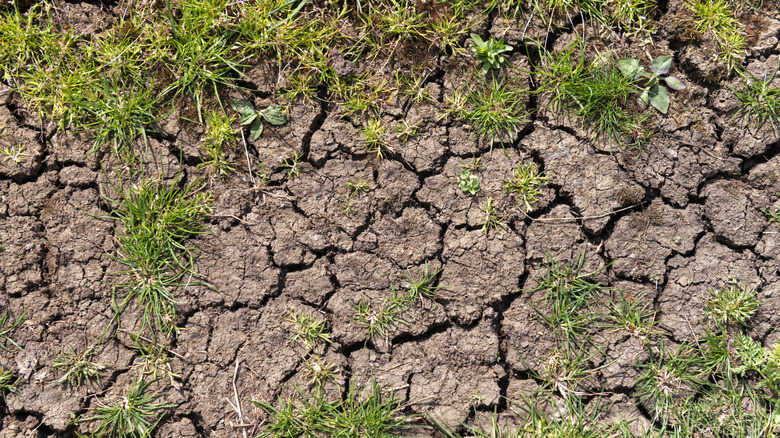 Cracked soil in grass