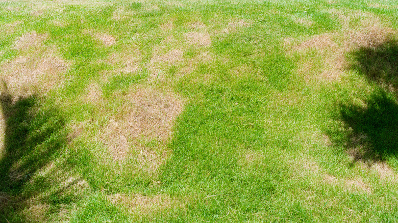 Brown patches on lawn