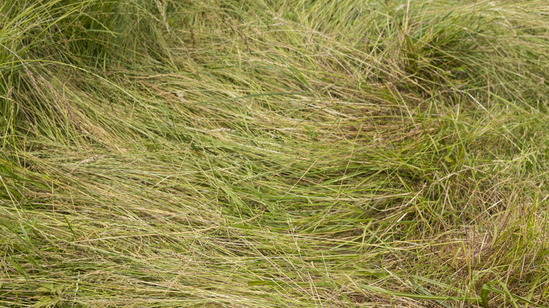 crushed grass