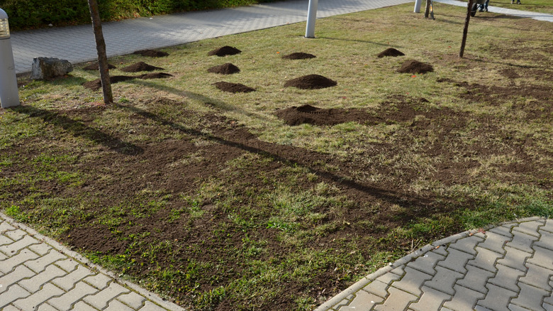 A recently top dressed lawn