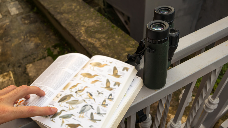 Birdwatching guide and binoculars