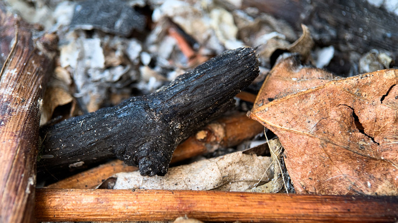Closeup shot of wood ash charcoal