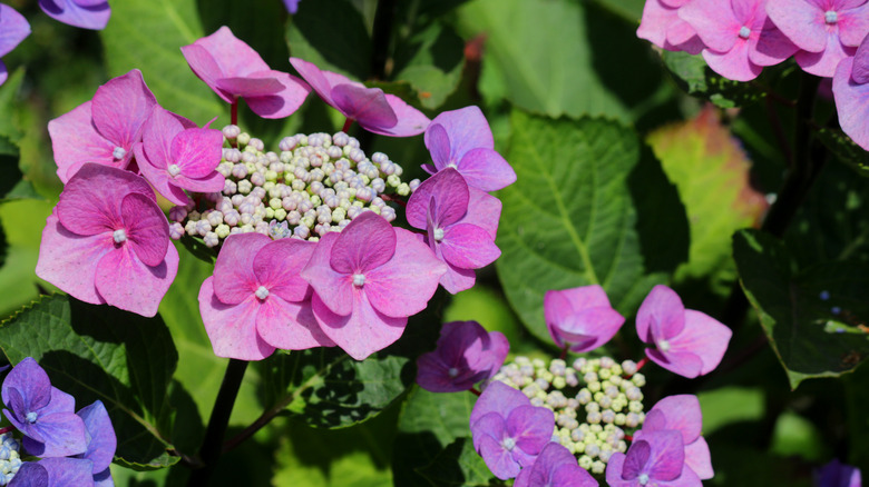 Lacecap Bigleaf hydrangeas