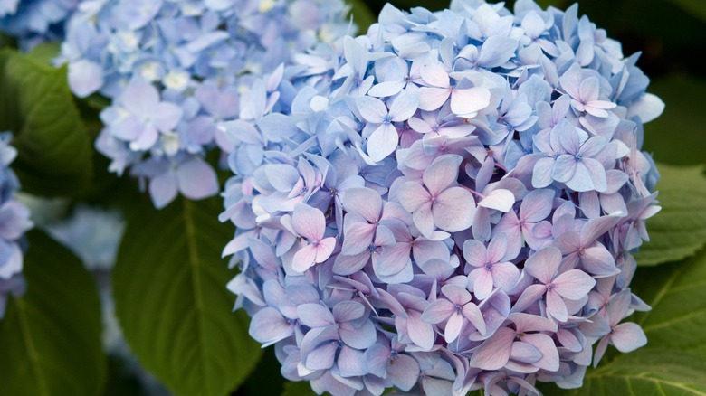 Mophead hydrangeas