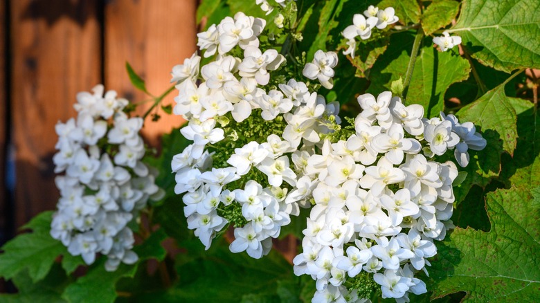 Oakleaf hydrangeas