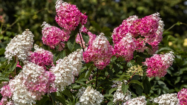 Panicle hydrangeas