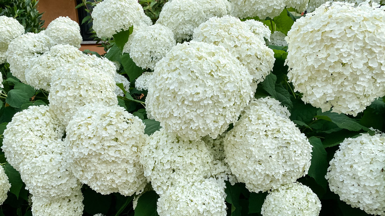 Smooth hydrangeas