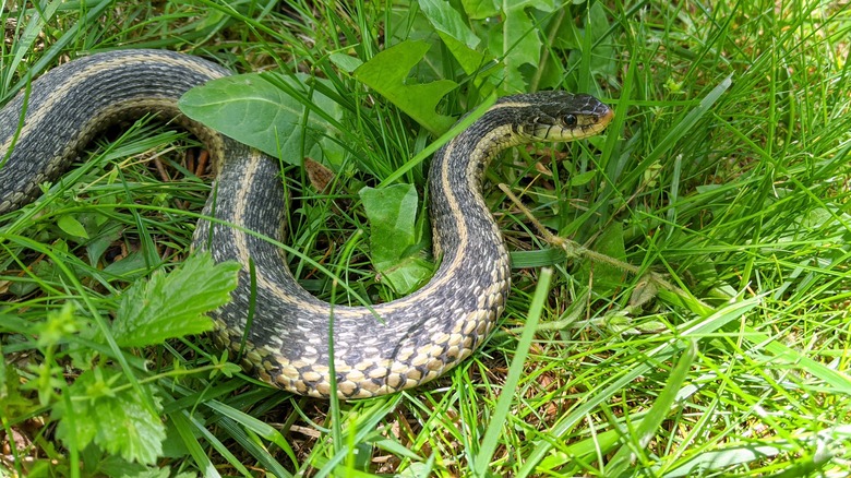 Common garter snake