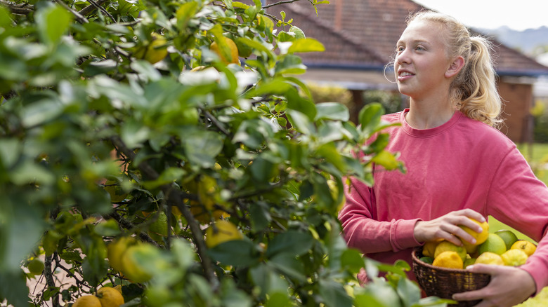 Young woman harvests fruit from multiple trees.