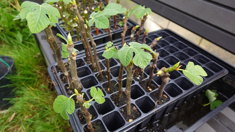 Fig-tree cuttings have been planted in cells to grow roots.
