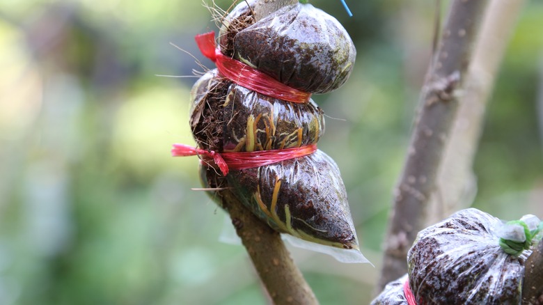Roots grow in packages of growing medium attached to branches in the air layering method of fruit-tree propagation.