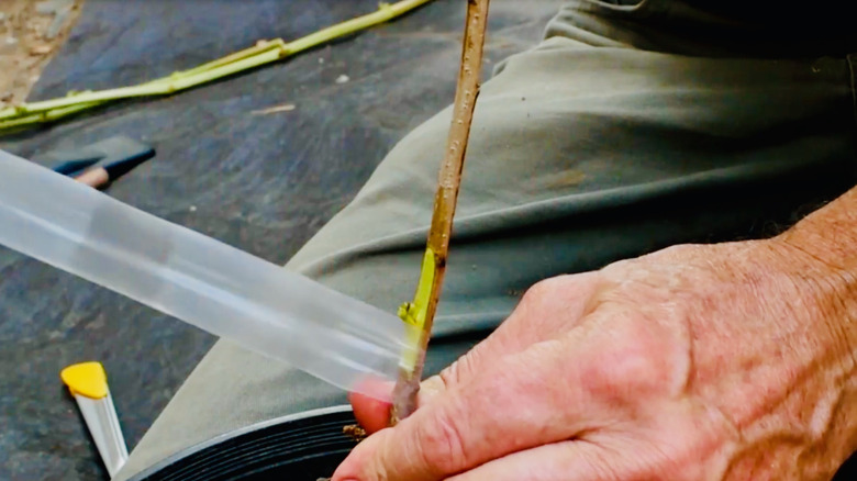 A gardener is using the chip-budding method to propagate an apple tree, specifically the chip bud method.