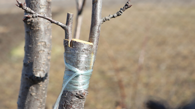 Tape holds together a grafted rootstock and scion.