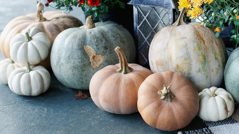white, tan, and blue pumpkins