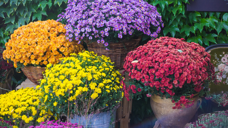 vibrant mum plants in pots