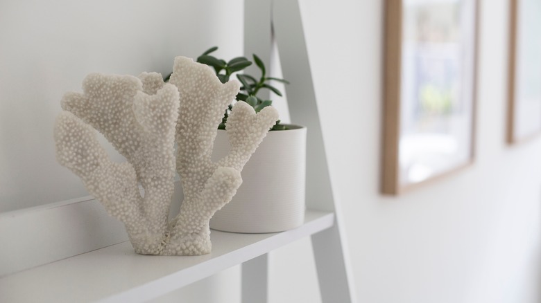 coral on shelf