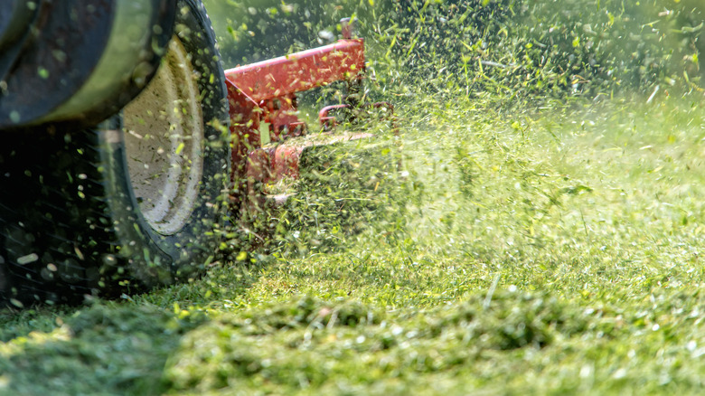 Grass scattered by lawnmower