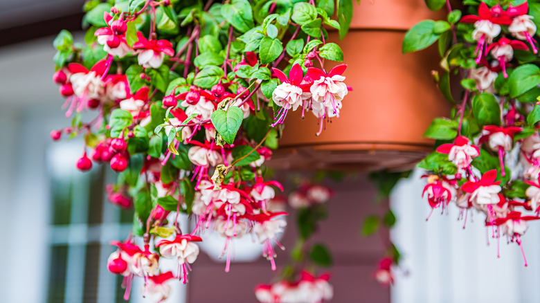 hanging fuchsia plant in pot