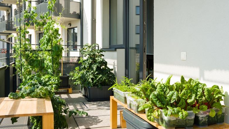 container plants on a balcony