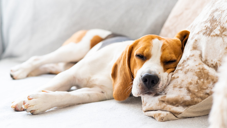 Beagle asleep on couch