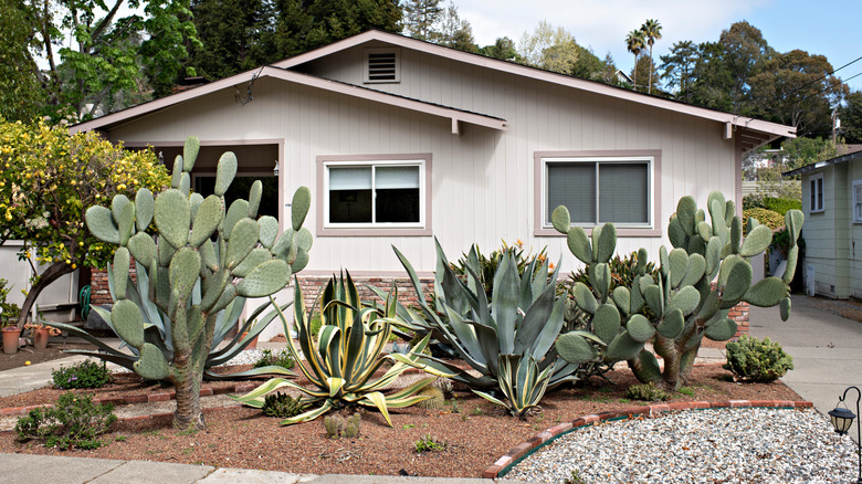 Home with succulent garden front yard.
