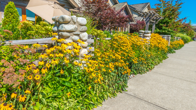 Rudbeckia and other native plants that attract pollinators in front yard with stone columns and wood fencing.