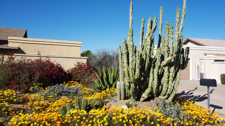 Xeriscaped front yard with cacti, and yellow, orange, and red flowered plantings.