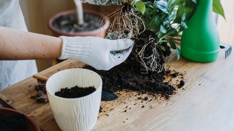 repotting houseplants