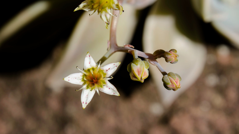 Chalk liveforever flowering