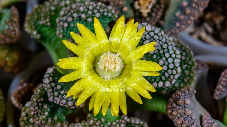 Titanopsis calcarea with bright yellow flowers