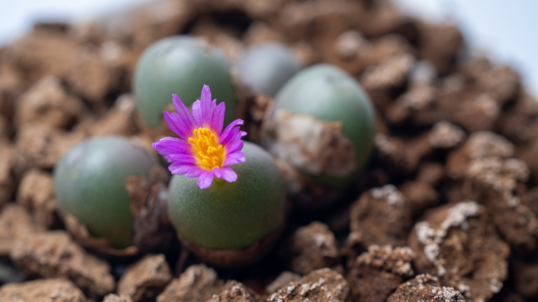 Conophytum with pink flowers