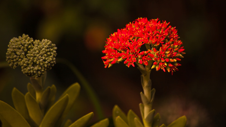 Crassula falcata in bloom