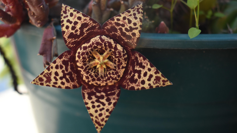 Starfish flower in full bloom