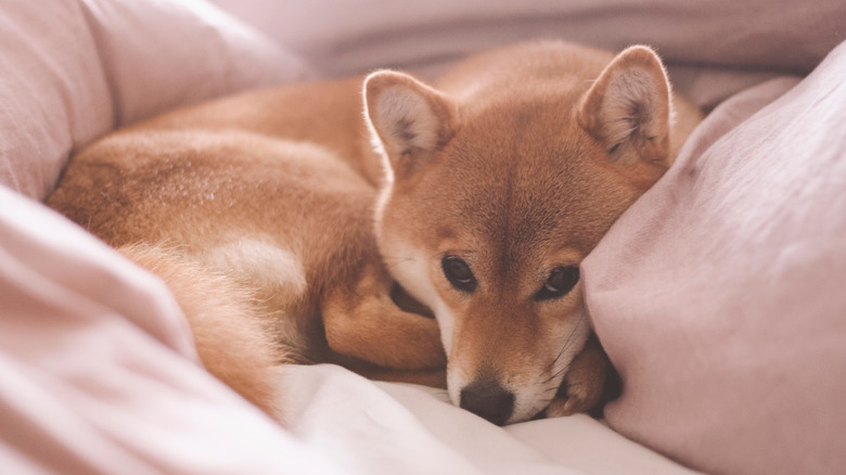 Shiba inu on pink bedding