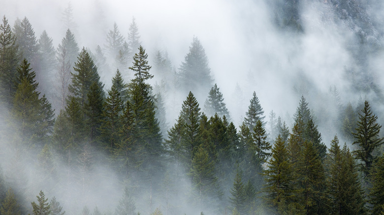 Pacific northwest forest