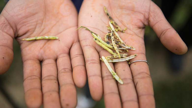 Mustard seeds in hand 