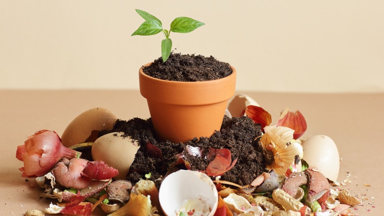 Compost next to potted plant