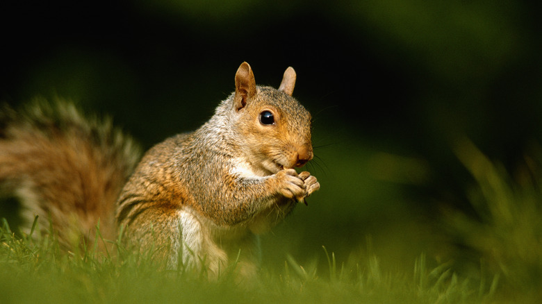 Squirrel eating grass