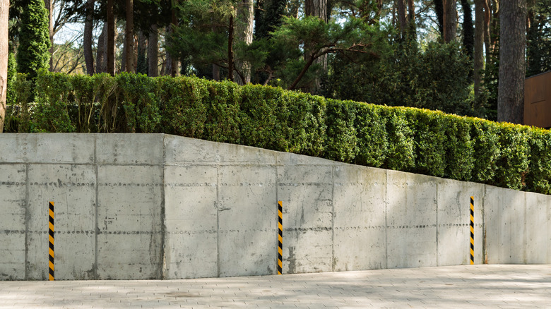 Concrete retaining wall with hedge