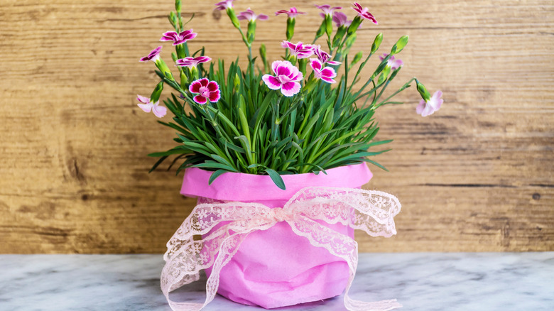 Potted plant wrapped in pink