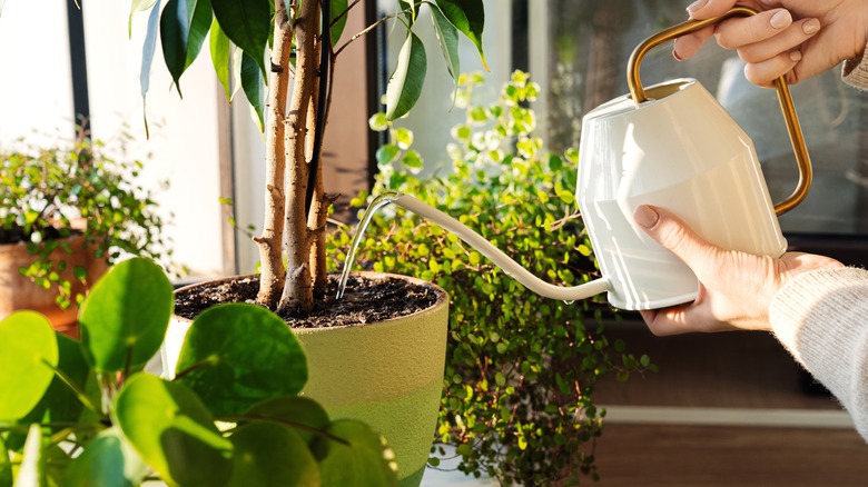 watering houseplants by window