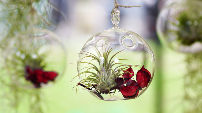 Tillandsia in glass hanger